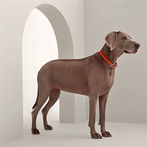 hermes pet carrier|hermes collars for dogs.